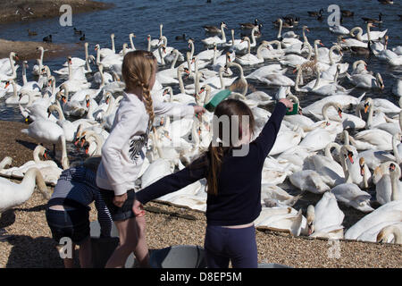 Abbotsbury, UK. 27. Mai 2013. Junge Mädchen werfen die Schwäne Weizen.  Abbotsbury Swannery in Dorset ist einzigartig. Dies ist der einzige Ort in der Welt, wo Sie in der Lage, zu Fuß durch das Herz einer Kolonie der Schachtelung Höckerschwäne sind. Bildnachweis: Ed Stone/Alamy Live-Nachrichten Stockfoto