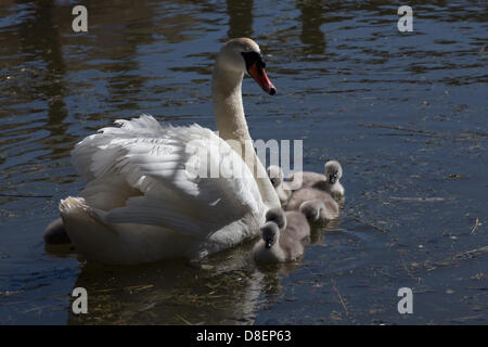 Abbotsbury, UK. 27. Mai 2013. Mutter Schwan mit ihren Babys. Swannery in Dorset ist einzigartig. Dies ist der einzige Ort in der Welt, wo Sie in der Lage, zu Fuß durch das Herz einer Kolonie der Schachtelung Höckerschwäne sind. Bildnachweis: Ed Stone/Alamy Live-Nachrichten Stockfoto