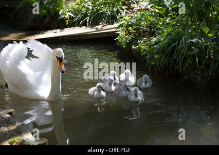 Eine Mutter mit ihrem Baby Schwäne über das Wochenende und Feiertagen geboren.  Abbotsbury Swannery in Dorset ist einzigartig. Dies ist der einzige Ort in der Welt, wo Sie in der Lage, zu Fuß durch das Herz einer Kolonie der Schachtelung Höckerschwäne sind. Stockfoto