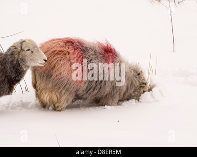 Schaf-Kampf in das heftige Winterwetter in Ambleside, Lake District, England, Ende März 2013. Stockfoto