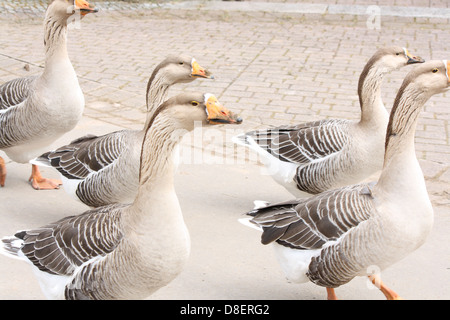 Eine Schar von fünf Graugänsen, die zusammen laufen. Stockfoto