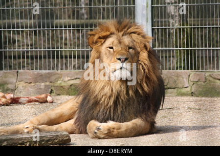 Löwe sitzend in einem Zoo-Gehege. Stockfoto