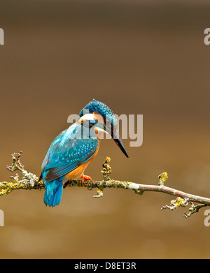 Ein Eisvogel zu tauchen für Fisch Stockfoto