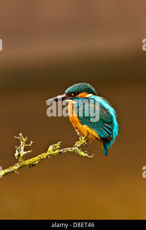 Ein Eisvogel thront auf einem Ast auf wprcestershire Stockfoto