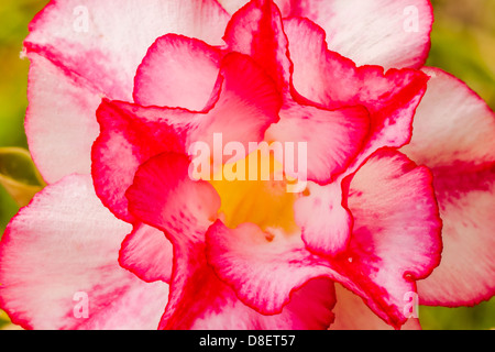 Nahaufnahme Bild der Wüste rose Stockfoto