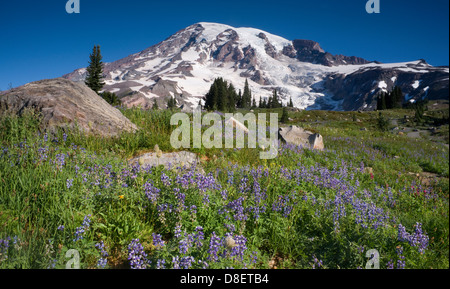 Mt. Rainier und Wildblumen in voller Blüte Stockfoto