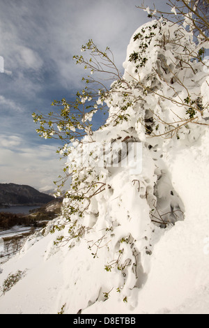 Bäume, die durch Tiefe Schneeverwehungen auf der Seite Lakelandpoeten im Lake District nach einem schweren Sturm begraben Stockfoto