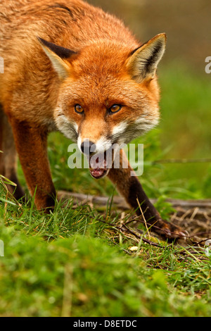 Roter Fuchs auf der Pirsch und seine gesichtet, dass ich anwesend bin Stockfoto