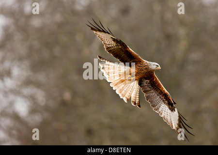 Rote Drachen Milvus Milvus fotografiert am Gigrin Hof Rhayader bei einem Test der Canon 1DX Stockfoto