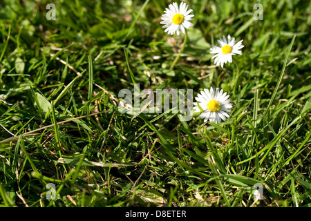 Drei Gänseblümchen im Rasen Stockfoto