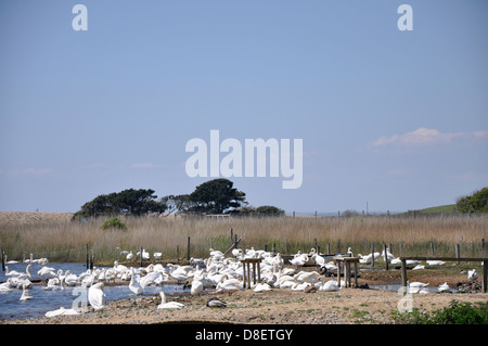Höckerschwan (Cygnus Olor), Abbotsbury Swannery, Dorset Stockfoto