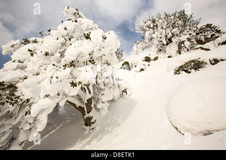 Bäume, die durch Tiefe Schneeverwehungen auf der Seite Lakelandpoeten im Lake District nach einem schweren Sturm begraben Stockfoto