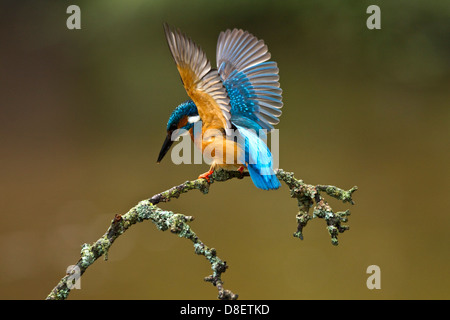 Kingfisher gehockt und wachsam sein, etwa um an einem feed Anblick Tauchen Stockfoto