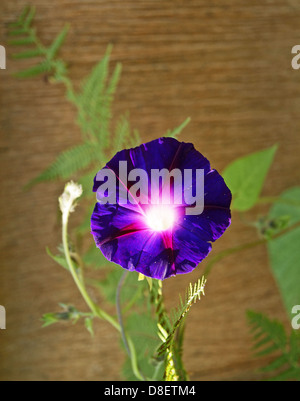 Violette Blume Stockfoto