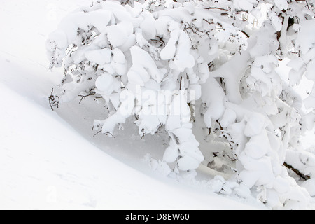 Bäume, die durch Tiefe Schneeverwehungen auf der Seite Lakelandpoeten im Lake District nach einem schweren Sturm begraben Stockfoto