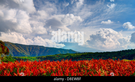 Mount Fuji in der Ferne hinter Blumen. Stockfoto