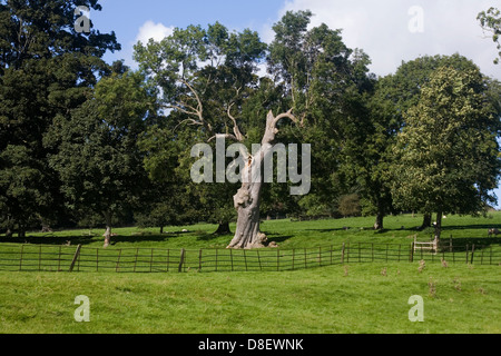 Alte Asche Baum wächst auf Weide und Parkanlage nahe dem Dorf von Thornton Steward Wensleydale Yorkshire Dales England Stockfoto