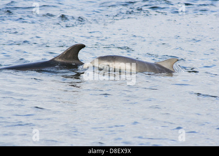 Der Große Tümmler (Tursiops Truncatus), Mutter und Kalb, Moray Firth, Scotland, UK Stockfoto