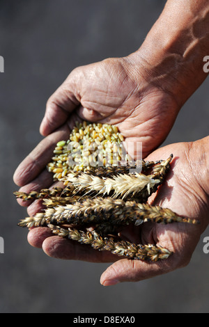 Hand mit Farik, gebratene grüne Weizen, Ägypten Stockfoto