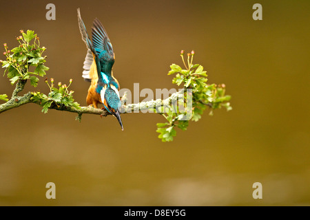 Ein Eisvogel Alcedo Atthis, Tauchen Sie nach dem Absetzen eines Fisches im Pool unten Stockfoto