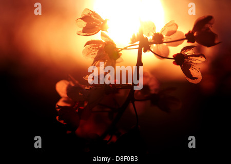 Gewitterwolke Pflaume blüht durch die untergehende Sonne hinter ihnen mit goldenem Licht beleuchtet Stockfoto