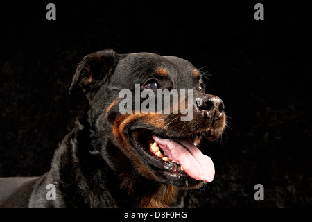 Reinrassige Rottweiler auf schwarzem Hintergrund Stockfoto