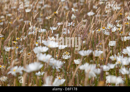 Patagonische Wildblumenwiese Stockfoto