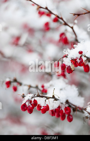 Verschneite rote Berberitze Beeren Closeup im winter Stockfoto