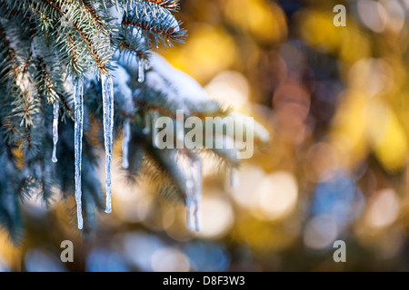 Weihnachten Winter Hintergrund mit Eiszapfen von Fichte Zweige hängen Stockfoto