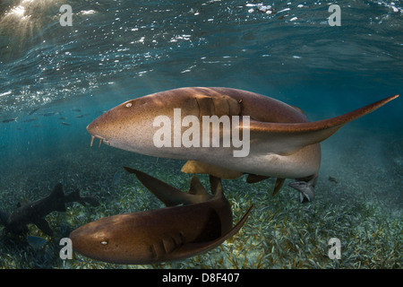 Freundlichen Ammenhaie im berühmten Shark Ray Alley in Belize. Stockfoto