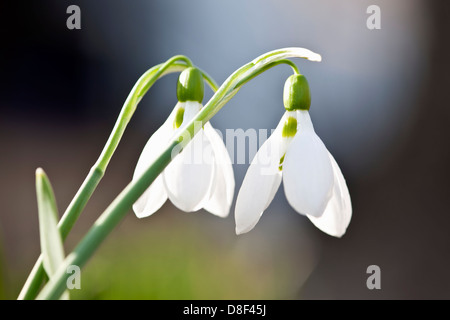 Nahaufnahme von weiße Feder Schneeglöckchen mit zarten grünen Stängel Stockfoto