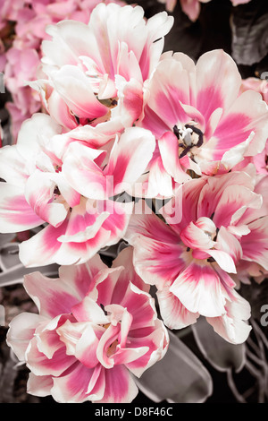 Rosa und weiße Tulpen Blumen hautnah Stockfoto