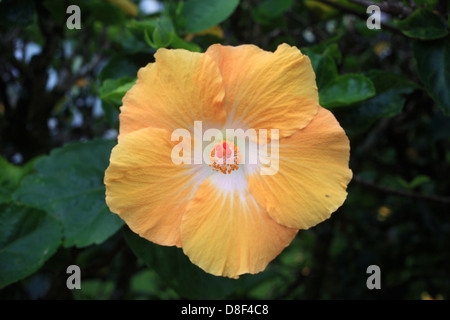 Gelber Hibiskus in Hilo Stockfoto