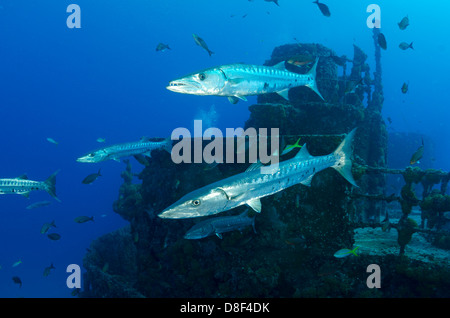 Großer Barracuda Schwimmen gegen den Strom auf dem Wrack der Duane in Key Largo, Florida Stockfoto