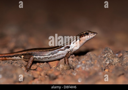 Gemeinsamen Skink hautnah Stockfoto