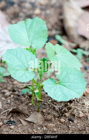 Junge Pflanze der Bittermelone Momordica Charantia Stockfoto