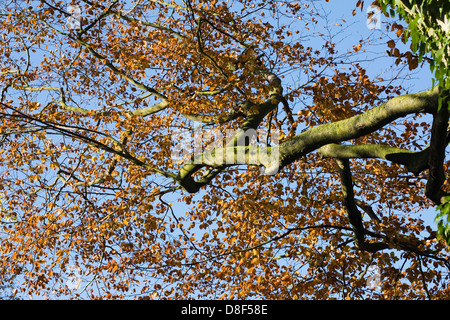 Fagus Sylvatica im Herbst. Herbstliche Sonnenlicht auf die Zweige einer Buche. Stockfoto