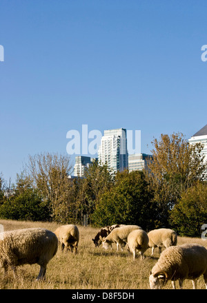 Mudchute Stadtbauernhof und Park mit Geschäftsviertel Canary Wharf, im Hintergrund Isle of Dogs London England Europe Stockfoto