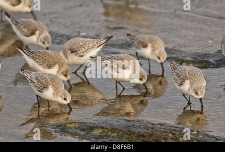 Sanderlinge Calidris Alba Fütterung am Rand des Wassers im Winterkleid Stockfoto