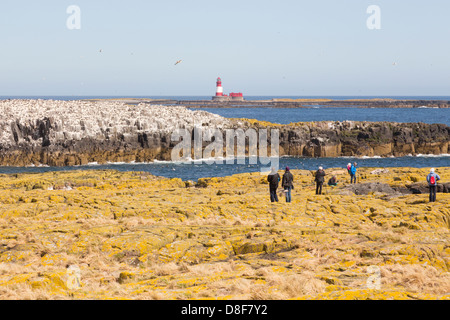 Vogelbeobachter auf Grundnahrungsmittel Insel überblicken Seevogel Brutkolonien in Richtung Longstone Leuchtturm. Stockfoto