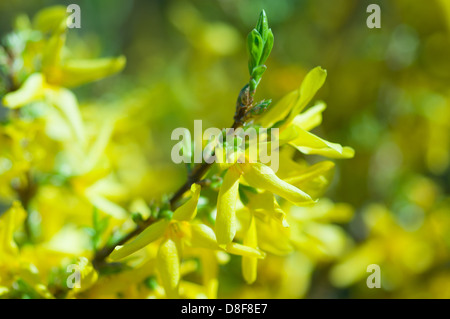 Forsythien Zweig mit gelben Blüten und grünen Blättern. Stockfoto