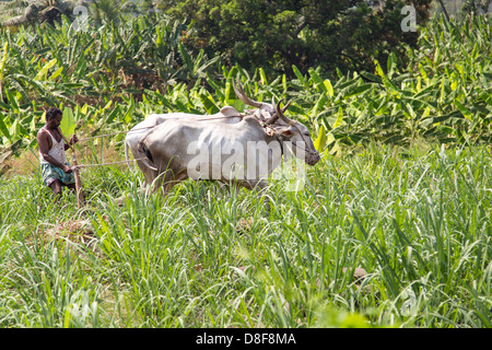 Pflügen ein Feld in Karnataka, Indien Stockfoto