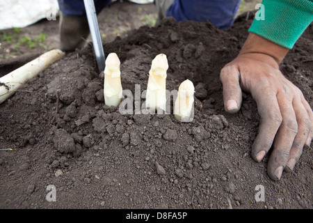 Spargel Ernte, Tschechische Republik Stockfoto