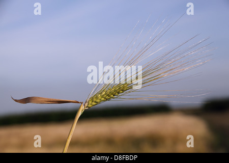 Ähre in einem Feld England UK Stockfoto