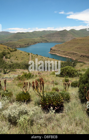 Aloe Polyphylla wächst auf Berg Pisten führenden zum Katse Dam See in Lesotho, Afrika Stockfoto