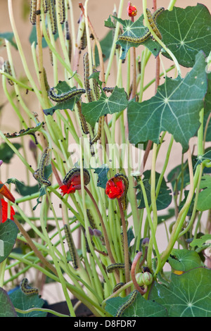 Kohl-weißer Schmetterling-Raupen Verzehr einer Kapuzinerkresse Pflanze Stockfoto