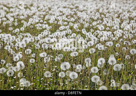 Deutschland, Baden-Württemberg, Kernen-Stetten, Löwenzahn, Wiese, Deutschland, Baden-Württemberg, Kernen-Stetten, Löwenzahn, Wiese Stockfoto