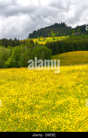 Butterblumen (Löwenzahn) in voller Blüte auf Bergwiesen in Hopfgarten, Tirol, Österreich Stockfoto