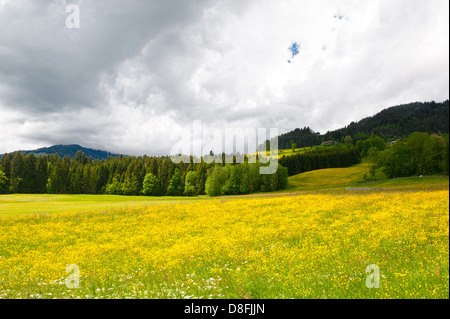 Butterblumen (Löwenzahn) in voller Blüte auf Bergwiesen in Hopfgarten, Tirol, Österreich Stockfoto