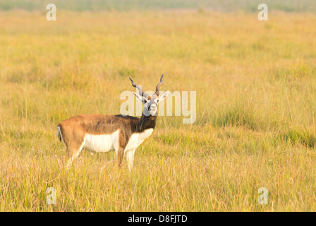 Erwachsene männliche Black Buck Antilopen (magische Cervicapra) im Schutzgebiet Black Buck, Khairapur, in der Nähe von Gulariya, Nepal Stockfoto